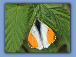 Orange-tipped Butterfly. Hetton Park. 12th May 2022 4.jpg